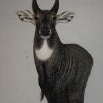 Nilgai Bull
