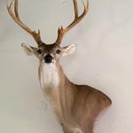 Whitetail Deer Wall Pedestal