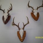 Whitetail Deer European Mounts