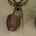 Whitetail Deer Shoulder Mount