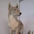 Standing Coyote