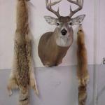 Canadian Whitetail Deer and pelts