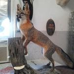 Gray Fox on Stump Base